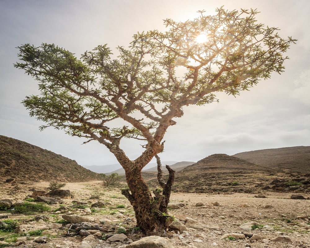 Somalia's Frankincense Trade: A Superior Quality That Outshines Competitors